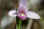 Rose pogonia <BR>Snakemouth orchid